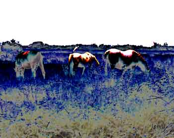 chevaux