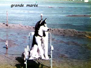 mare