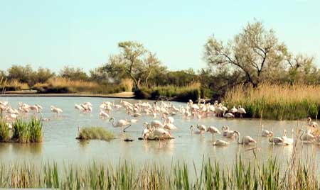 flamands roses